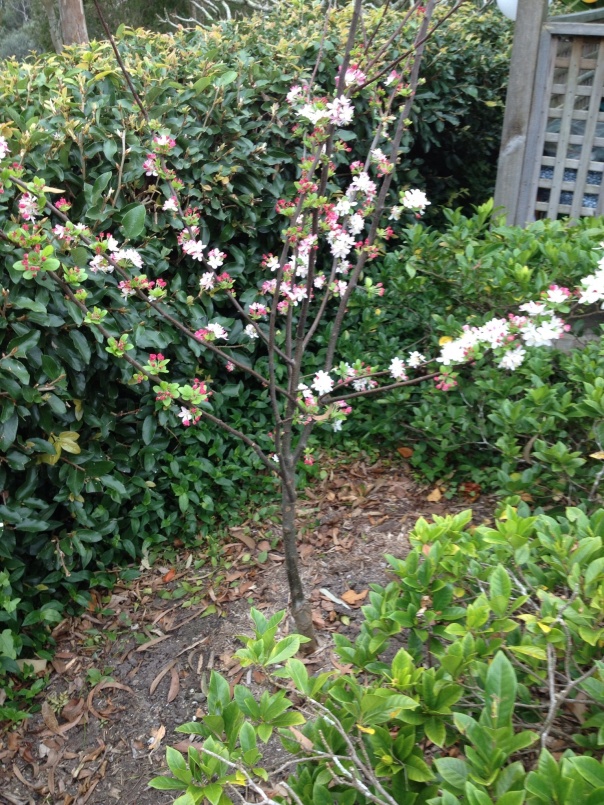 The baby blossom tree!